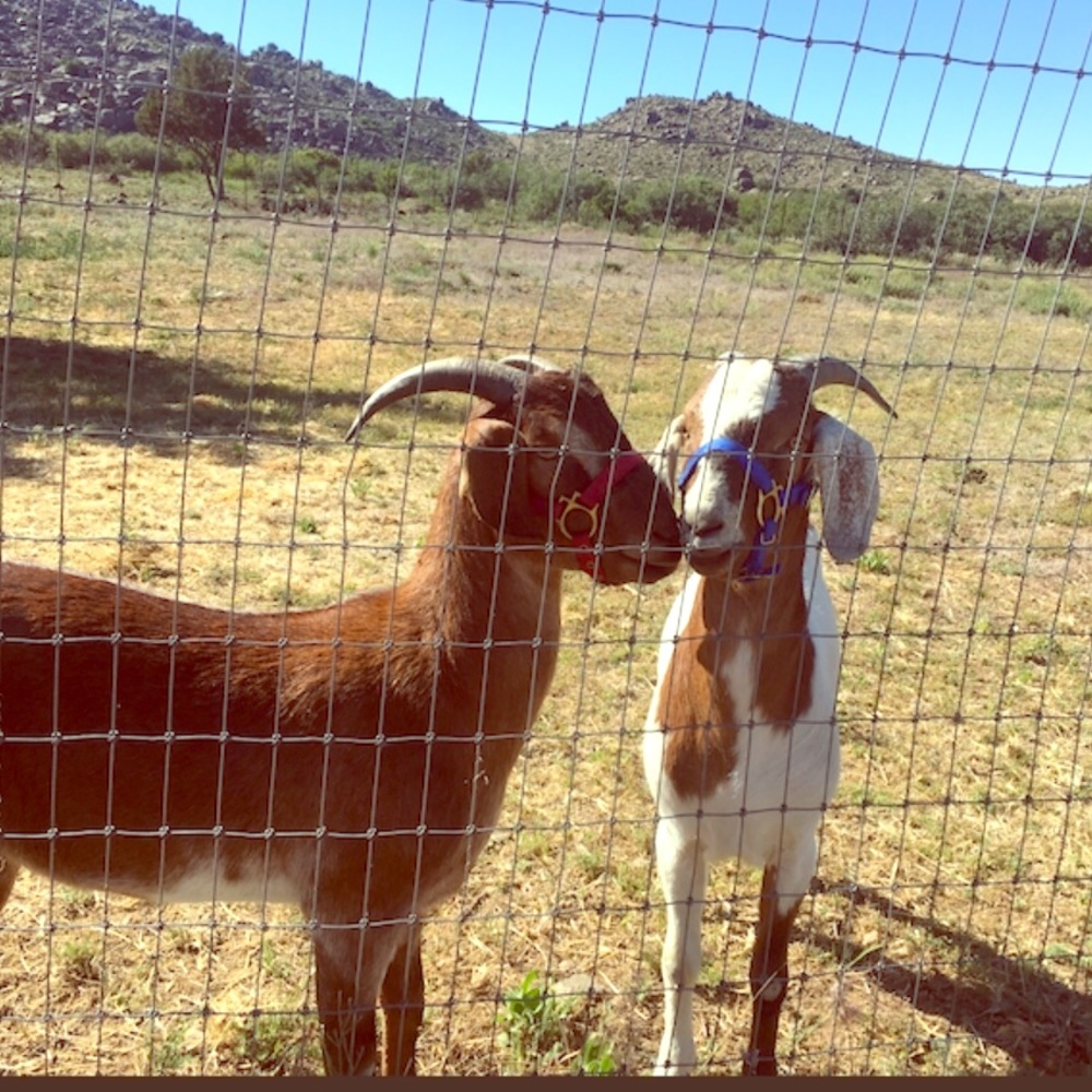 Huey and Louie want you to make an offer!
